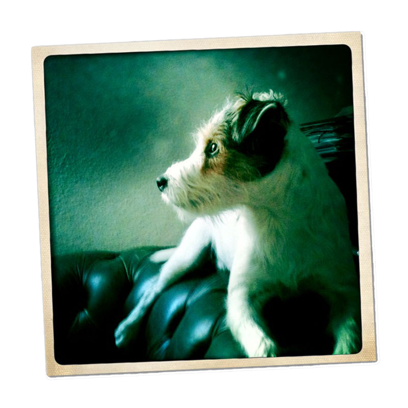 A photo of little Hunterman, the main doggie author of the Little Hunterman series and terrier memoirs.