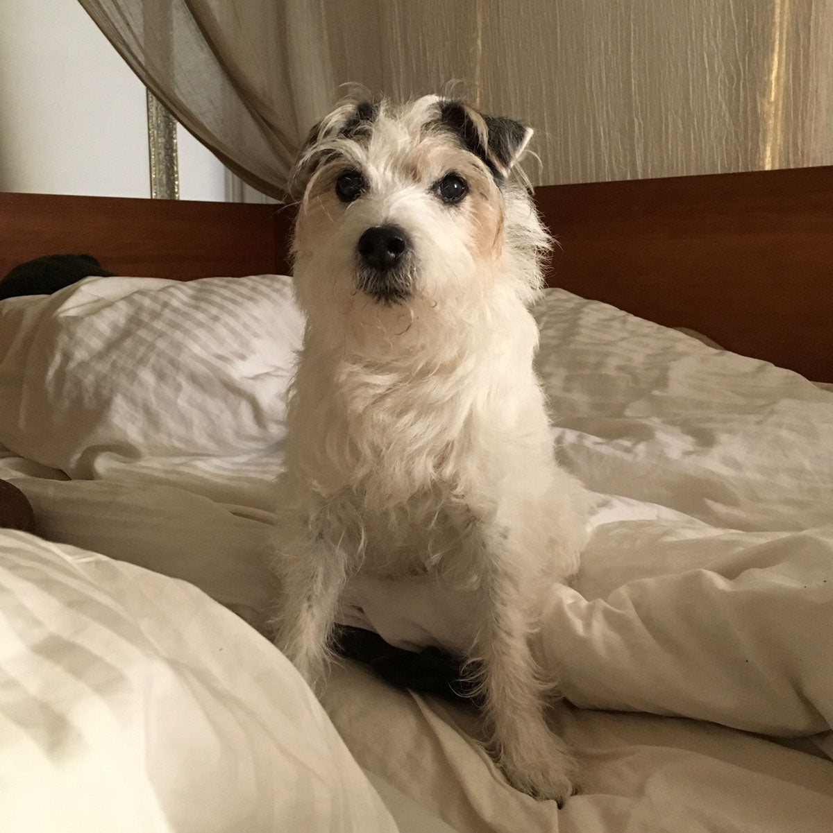 Little Hunterman making sure you're out of bed and ready for a walkie