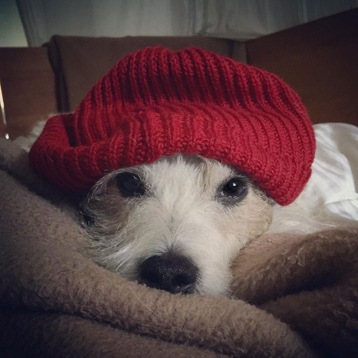 A photo of little Hunterman, the main doggie author of the Little Hunterman series and terrier memoirs.