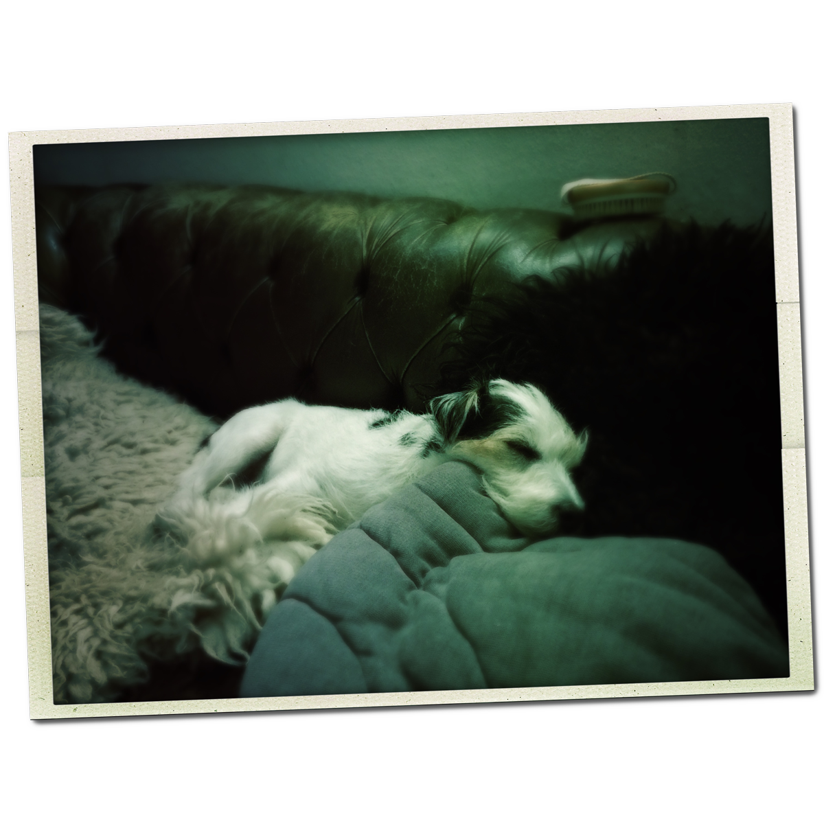 A photo of little Hunterman, the main doggie author of the Little Hunterman series and terrier memoirs.