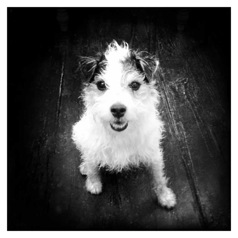 A photo of little Hunterman, the main doggie author of the Little Hunterman series and terrier memoirs.