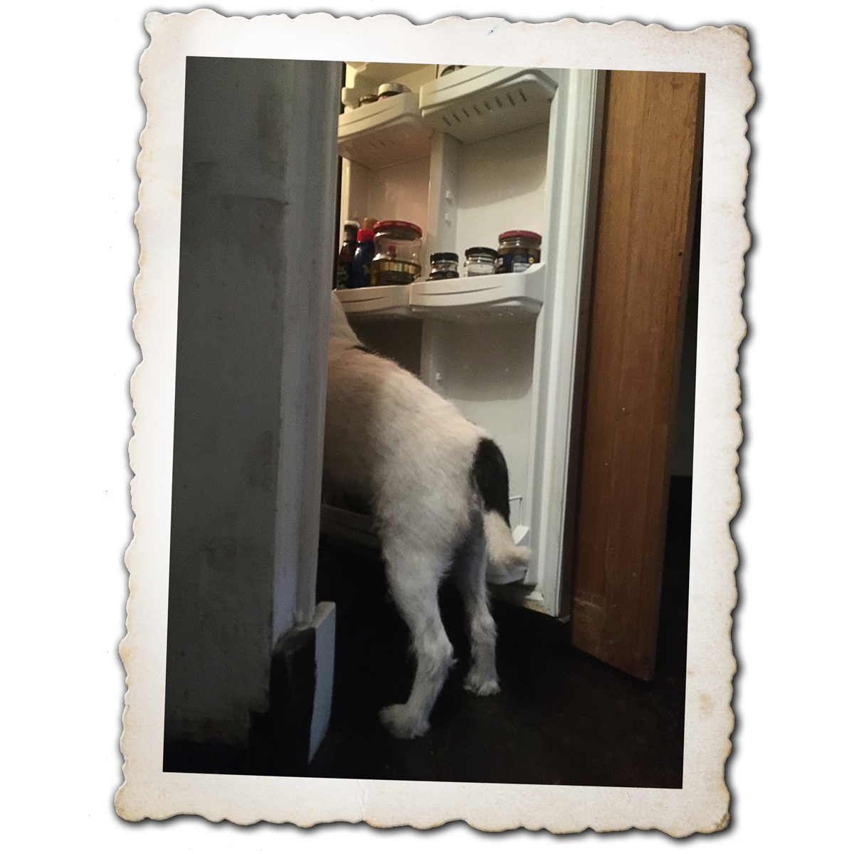 A photo of little Hunterman, the main doggie author of the Little Hunterman series and terrier memoirs.