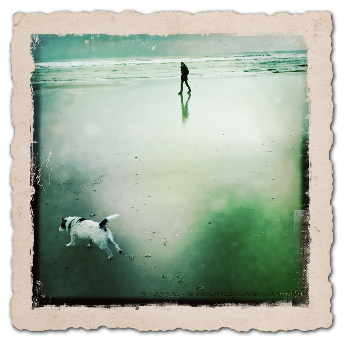 A photo of little Hunterman, the main doggie author of the Little Hunterman series and terrier memoirs.
