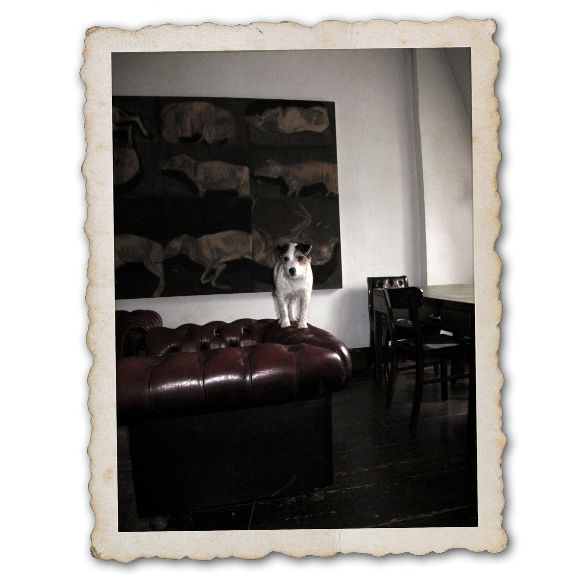 This is Little Hunterman. Get one of his illustrated books to read about his heartwaring and funny doggie adventures in the human world. And here we see the main doggie author, climbing over the furniture, ready for yet another adventure.