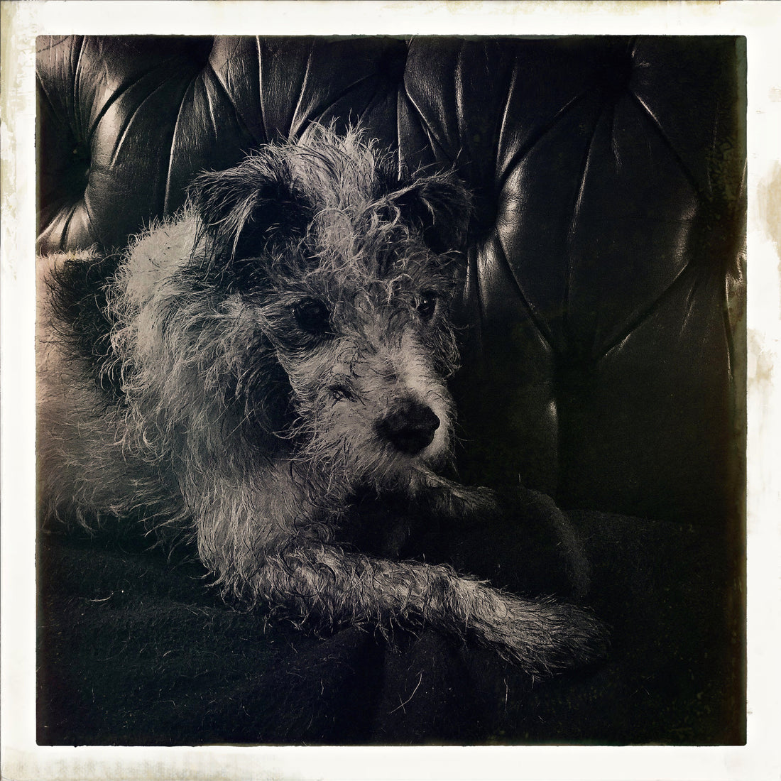 LITTLE HUNTERMAN’S DOG LOG