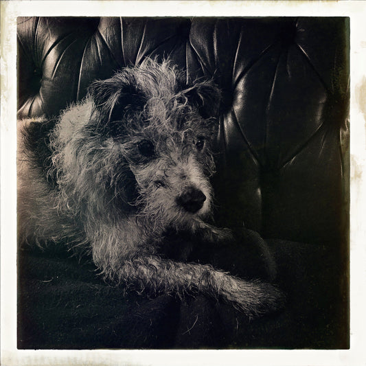 LITTLE HUNTERMAN’S DOG LOG