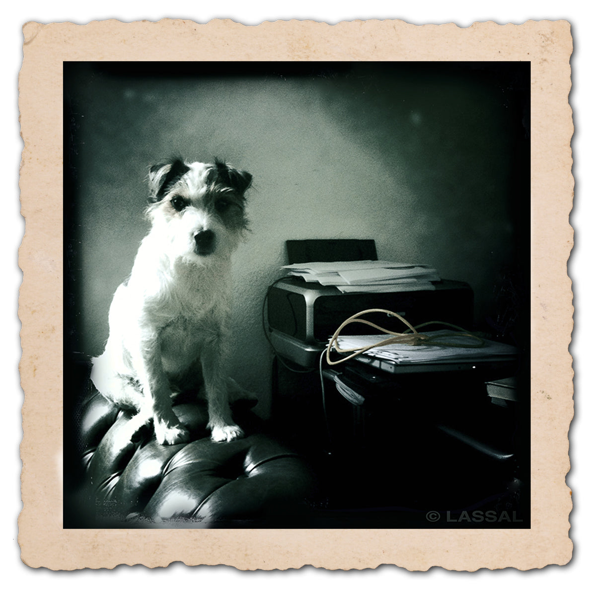 A photo of little Hunterman, the main doggie author of the Little Hunterman series and terrier memoirs.