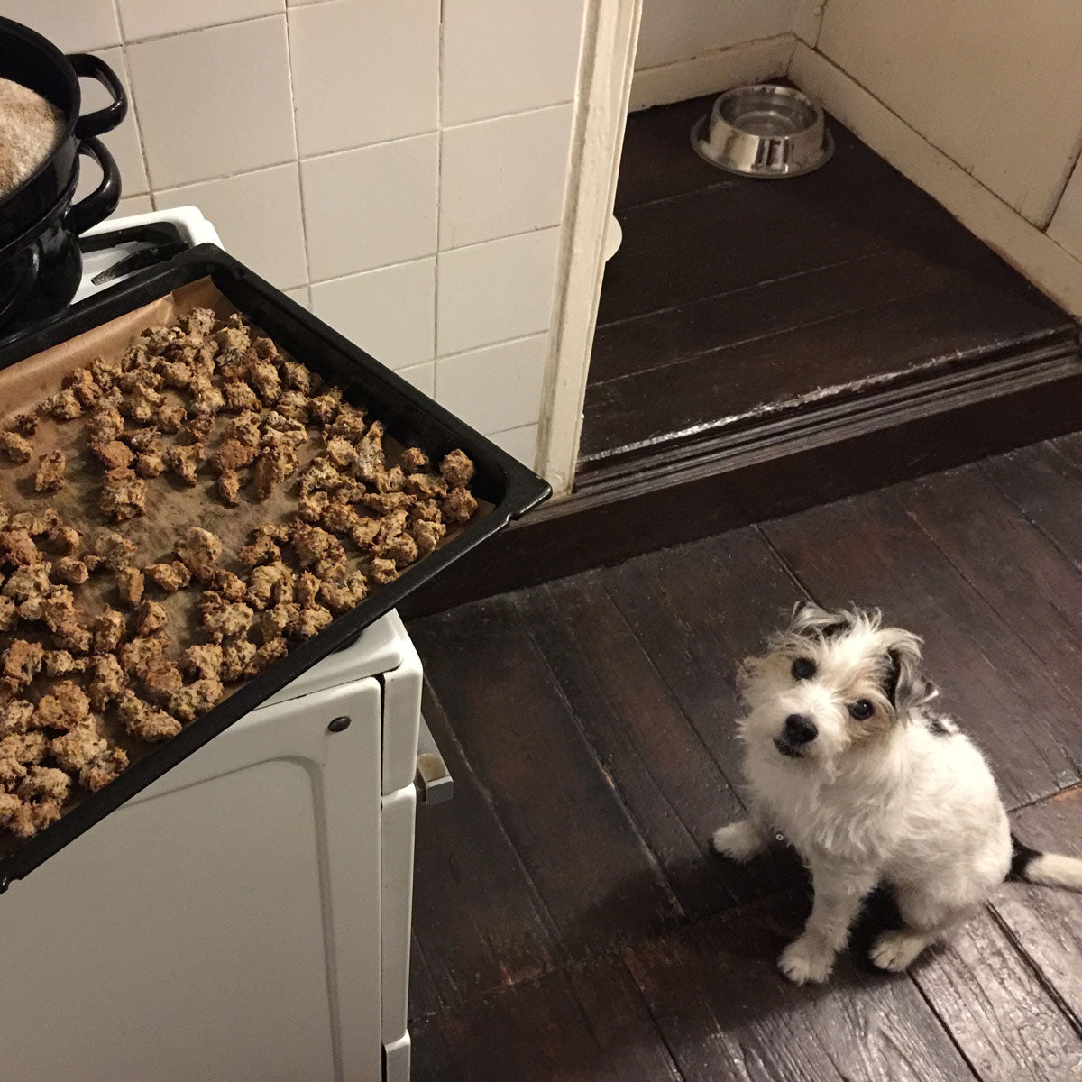 Little Hunterman wondering why the cookies are so far up