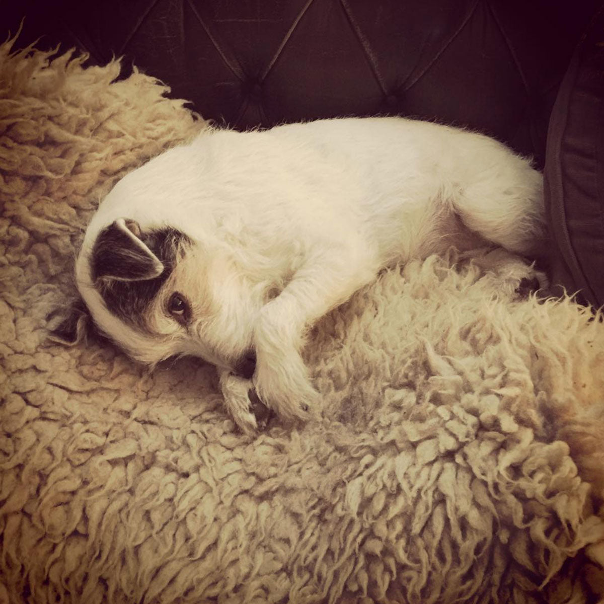 A photo of little Hunterman, the main doggie author of the Little Hunterman series and terrier memoirs.