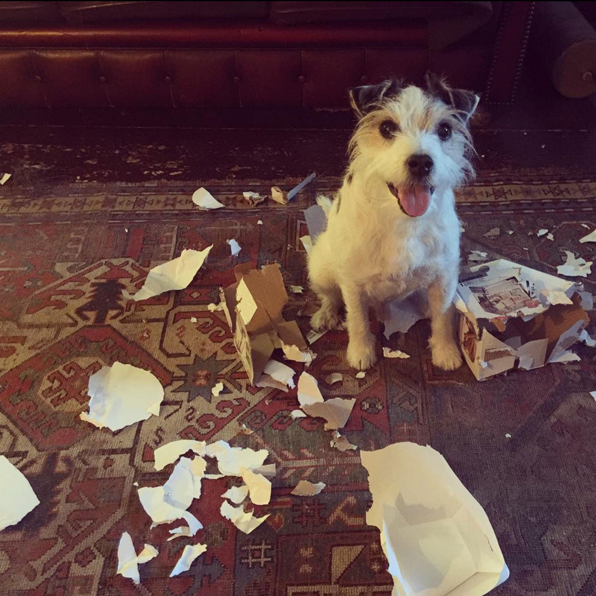 A photo of little Hunterman, the main doggie author of the Little Hunterman series and terrier memoirs.