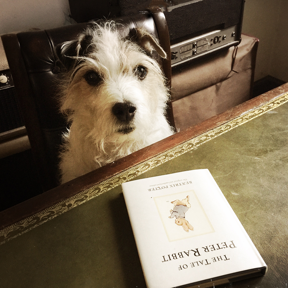 A photo of little Hunterman, the main doggie author of the Little Hunterman series and terrier memoirs.