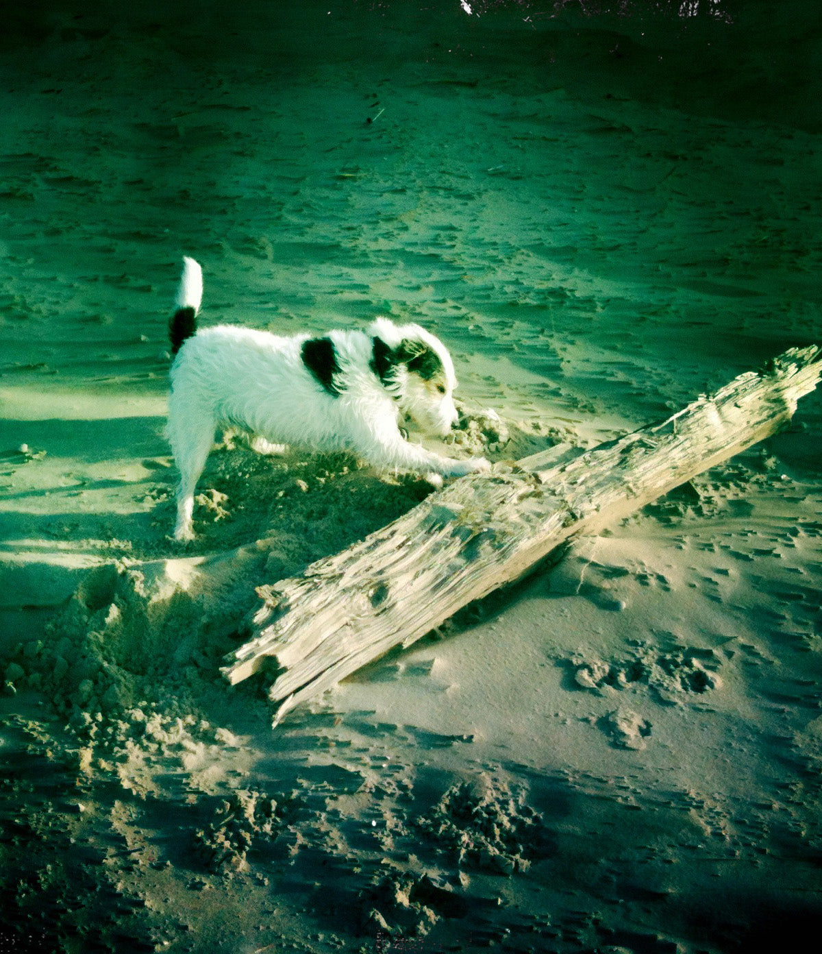 A photo of little Hunterman, the main doggie author of the Little Hunterman series and terrier memoirs.