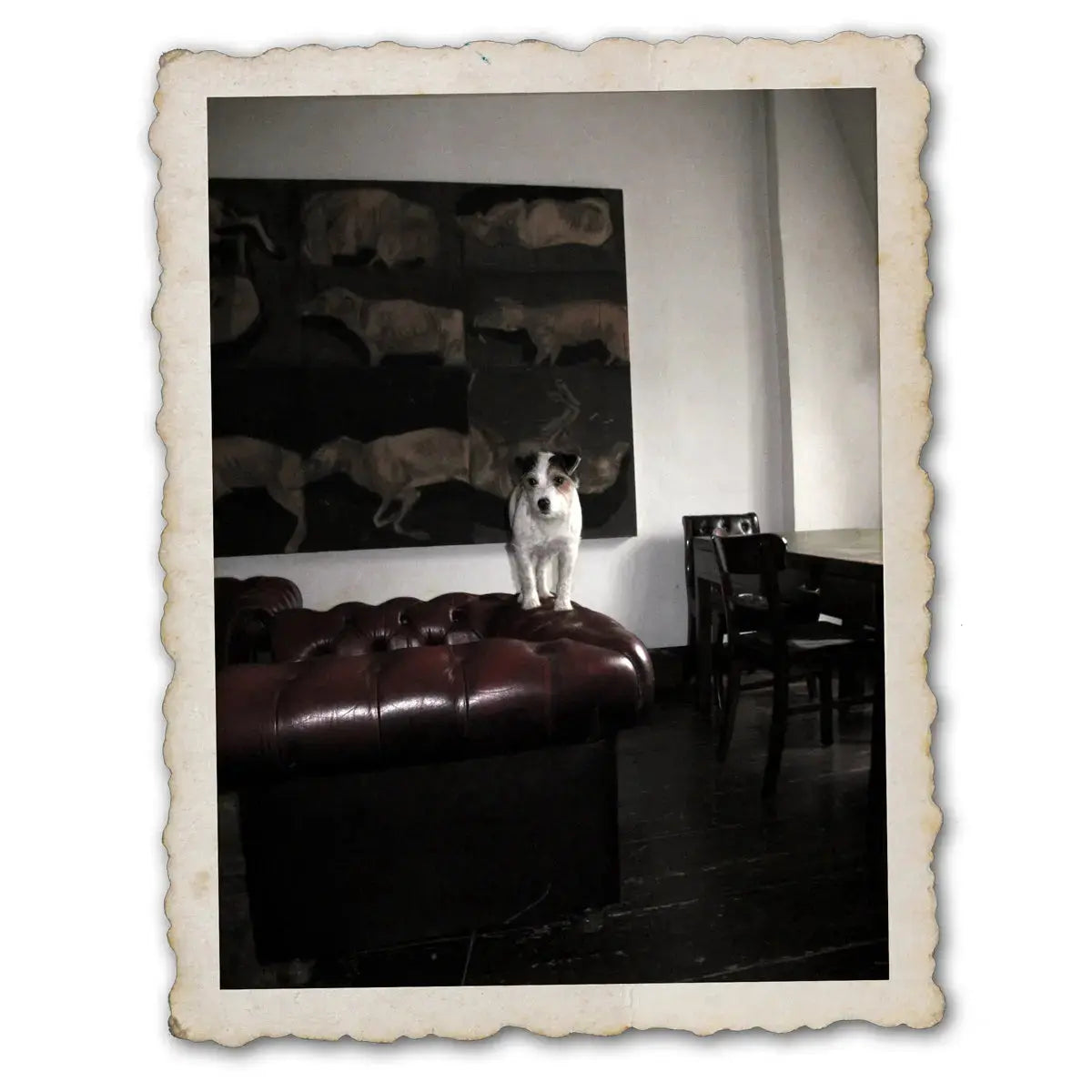 This is Little Hunterman. Get one of his illustrated books to read about his heartwaring and funny doggie adventures in the human world. And here we see the main doggie author, climbing over the furniture, ready for yet another adventure.